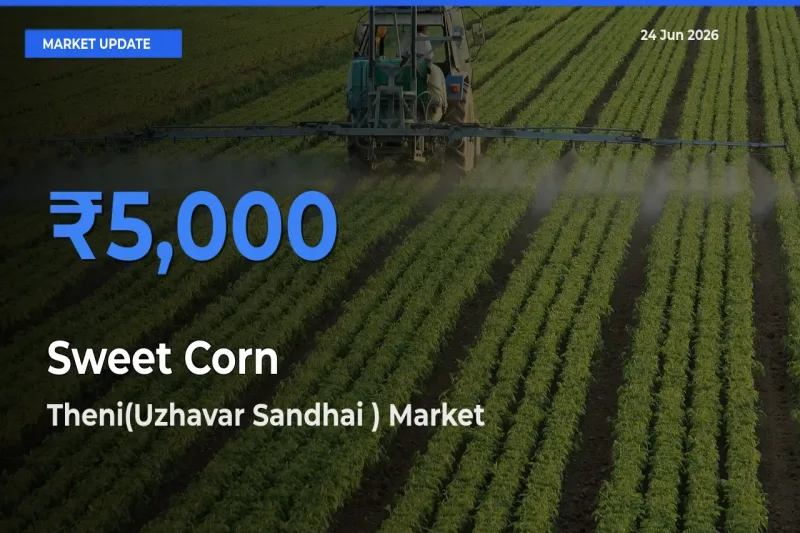 Theni(Uzhavar Sandhai ) Tops Sweet Corn Mandi Rates Today