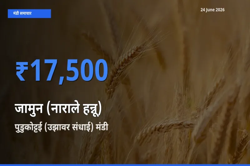 आज जामुन (नाराले हन्नू) के सबसे ज़्यादा दाम पुडुकोट्टई (उझावर संधाई) मंडी में दर्ज