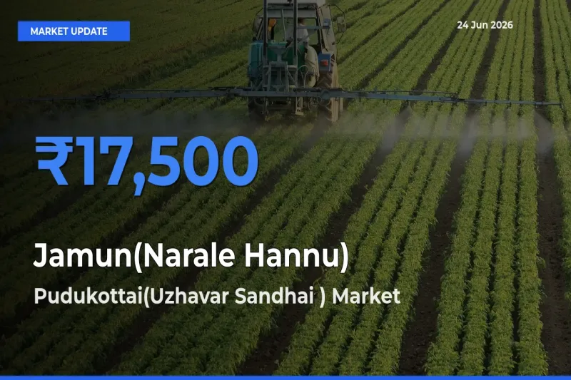 Pudukottai(Uzhavar Sandhai ) Tops Jamun(Narale Hannu) Mandi Rates Today
