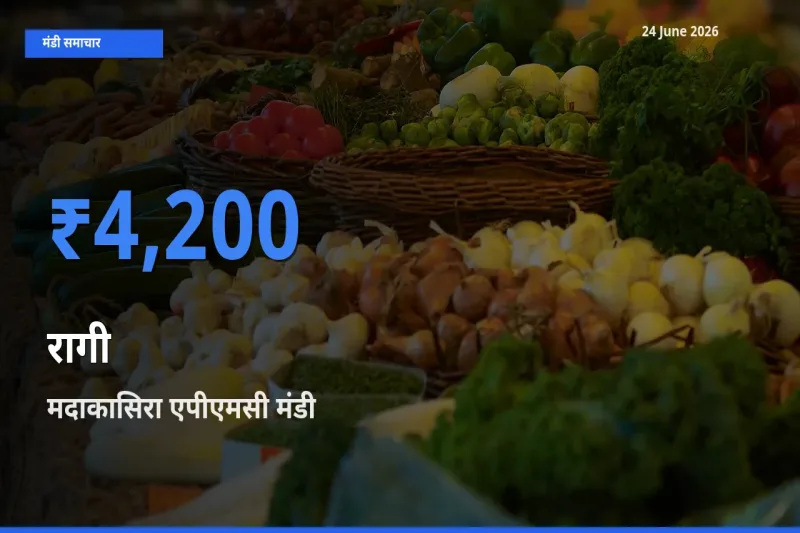 मदाकासिरा एपीएमसी मंडी में रागी ₹4,200 पर पहुँचा – आज का सर्वोच्च भाव