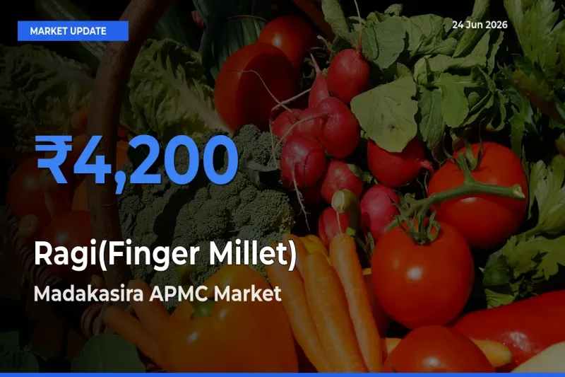 Top Performer! Madakasira APMC Offers Best Ragi(Finger Millet) Price Today