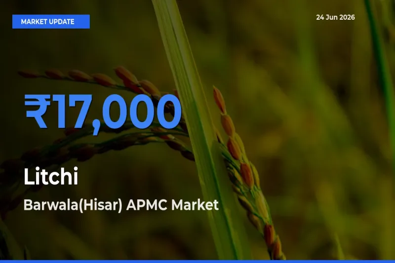 Market Watch: Barwala(Hisar) APMC Becomes Top Mandi for Litchi