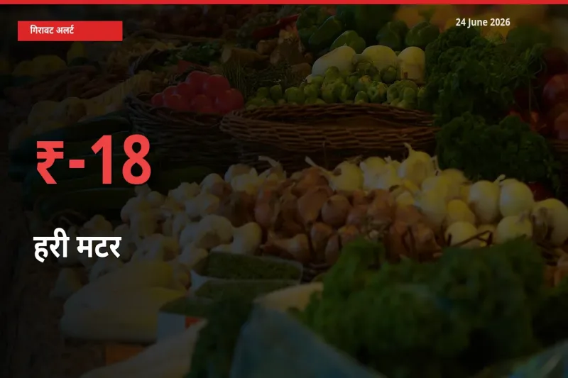 हरी मटर के दाम प्रमुख मंडी में 18.3% गिरे, 24 घंटे में बड़ा बदलाव