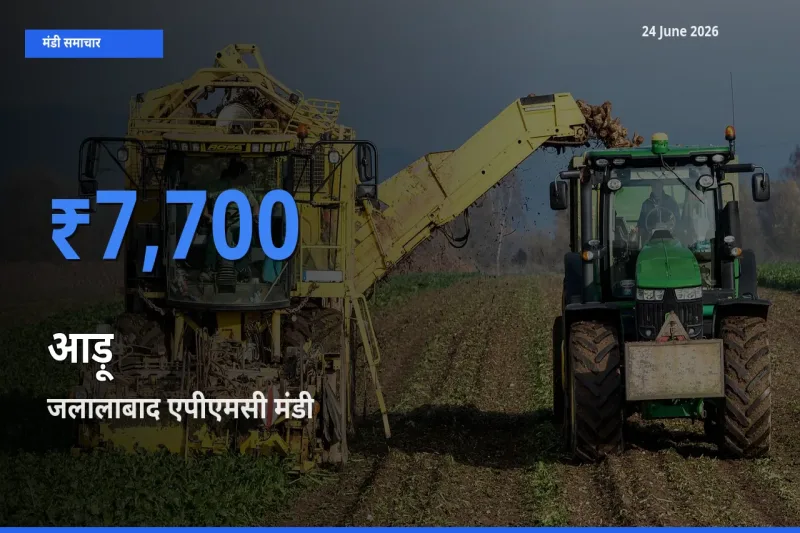 जलालाबाद एपीएमसी मंडी में आज आड़ू के सबसे ऊँचे दाम दर्ज