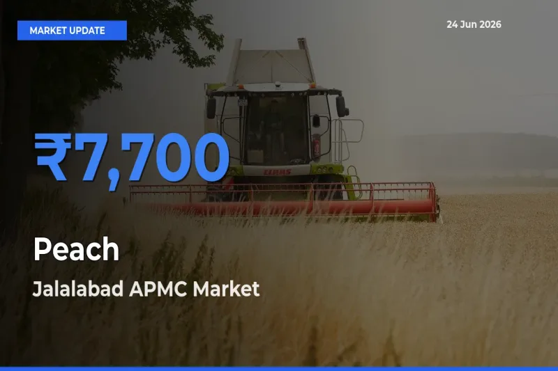 Jalalabad APMC Records Highest ₹7,700 Rate for Peach