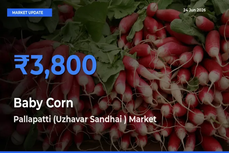 Baby Corn Mandi Rate Today: Pallapatti (Uzhavar Sandhai ) Tops the List