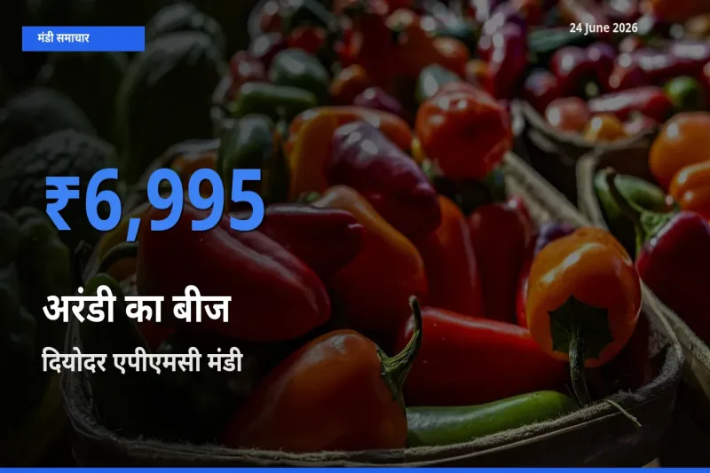 दियोदर एपीएमसी मंडी में अरंडी का बीज ₹6,995 पर पहुँचा – आज का सर्वोच्च भाव