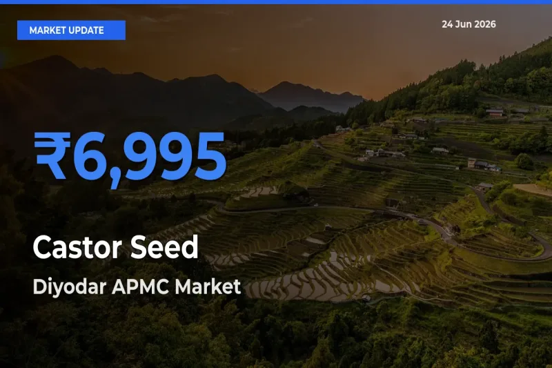 Diyodar APMC Tops Castor Seed Mandi Rates Today