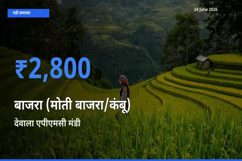 देवाला एपीएमसी मंडी में बाजरा (मोती बाजरा/कंबू) ₹2,800 पर पहुँचा – आज का सर्वोच्च भाव