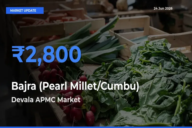 Devala APMC Tops Bajra (Pearl Millet/Cumbu) Rates – June 24 Market Update