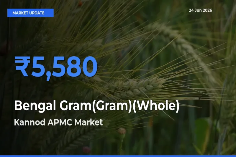 Kannod APMC Offers ₹5,580 – Highest Bengal Gram(Gram)(Whole) Rate Today