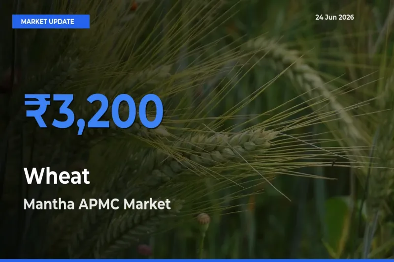 Mantha APMC Tops Wheat Mandi Rates Today