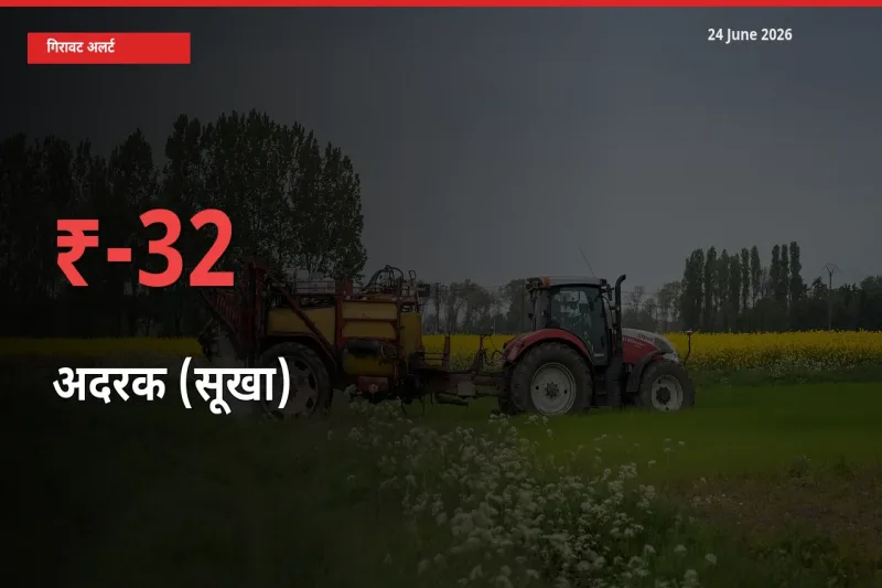 31.51% की गिरावट! मंडी में अदरक (सूखा) के दाम अचानक टूटे