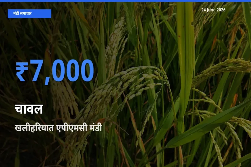 खलीहरियात एपीएमसी में चावल का आज सबसे ऊँचा भाव