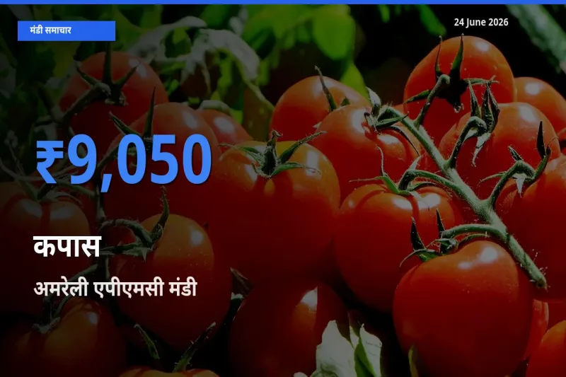 किसानों की पसंद बना अमरेली एपीएमसी, कपास के सबसे अच्छे दाम