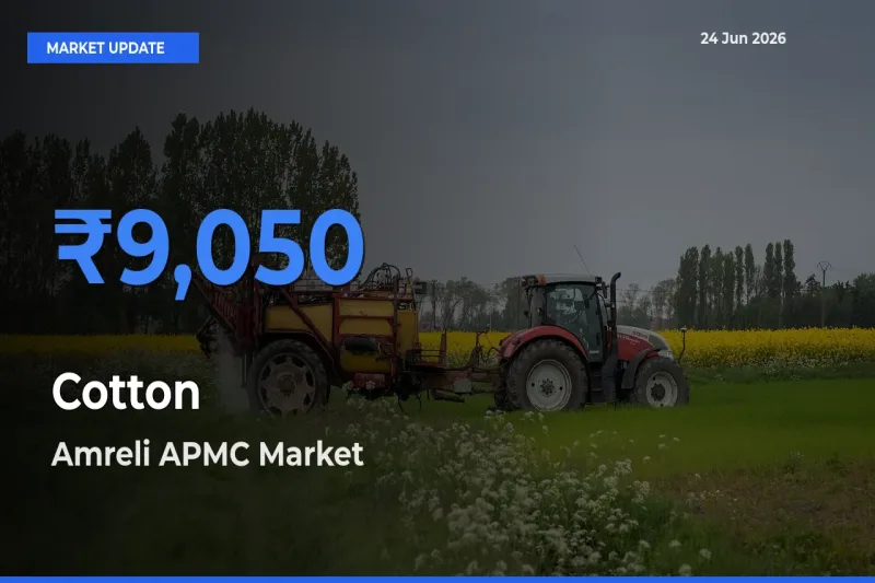Amreli APMC Tops Cotton Rates – June 24 Market Update