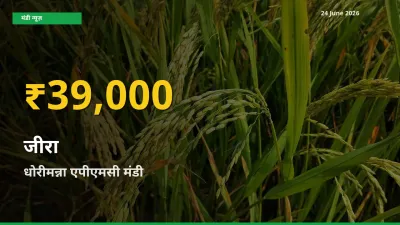 धोरीमन्ना एपीएमसी में जीरा ₹39,000 पर पहुँचा – अब तक का उच्चतम भाव