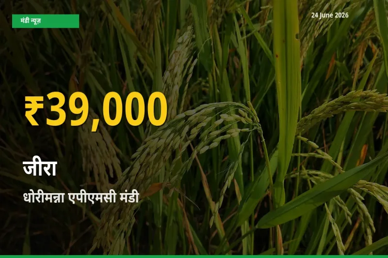 धोरीमन्ना एपीएमसी में जीरा ₹39,000 पर पहुँचा – अब तक का उच्चतम भाव