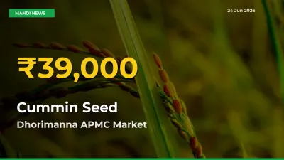 Farmers Benefit as Cummin Seed Rate Touches New High in Dhorimanna APMC