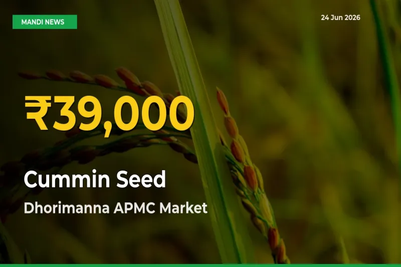Farmers Benefit as Cummin Seed Rate Touches New High in Dhorimanna APMC