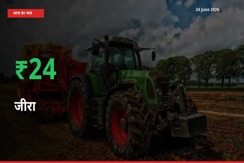 जीरा 24.49% उछला, मंडी