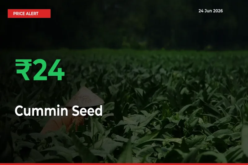 Why Cummin Seed Prices Rose 24.49% in a Day at Mandis
