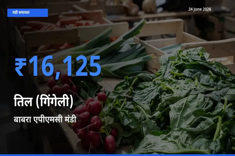 बाबरा एपीएमसी में तिल (गिंगेली) का आज सबसे ऊँचा भाव