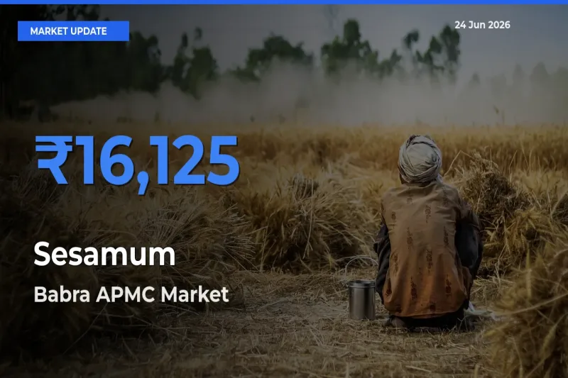 Babra APMC Tops Sesamum Rates – June 24 Market Update