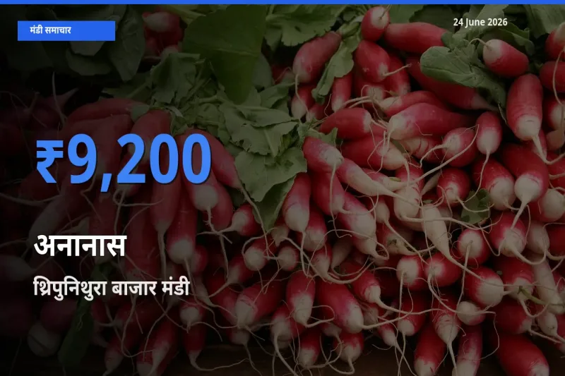 आज का मंडी भाव: अनानास के सबसे ज़्यादा दाम थ्रिपुनिथुरा बाजार में