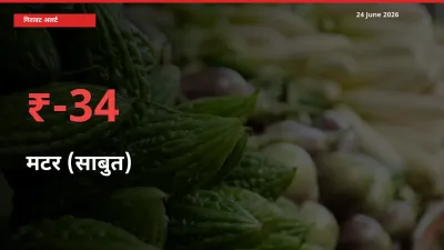 स्थानीय मंडी में मटर (साबुत) के दाम अचानक 33.68% गिरे, किसानों की चिंता बढ़ी