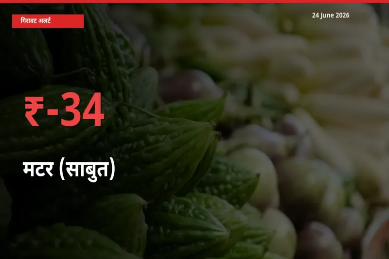स्थानीय मंडी में मटर (साबुत) के दाम अचानक 33.68% गिरे, किसानों की चिंता बढ़ी