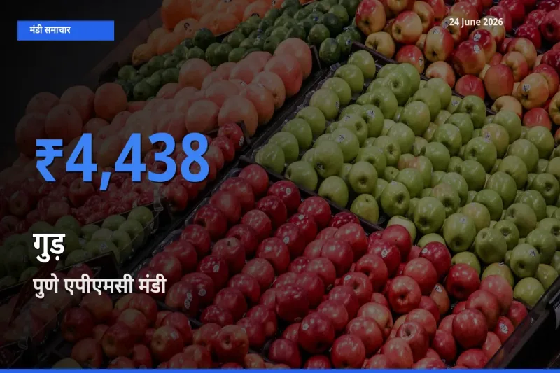 टॉप मंडी बना पुणे एपीएमसी! गुड़ के सबसे ऊँचे दाम यहीं दर्ज