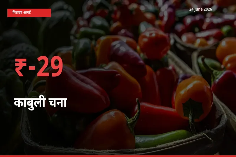 काबुली चना के दाम प्रमुख मंडी में 29.3% गिरे, 24 घंटे में बड़ा बदलाव