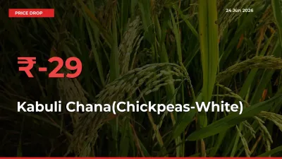 This Mandi Records 29.3% Fall in Kabuli Chana(Chickpeas-White) Prices