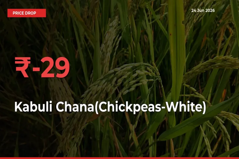 This Mandi Records 29.3% Fall in Kabuli Chana(Chickpeas-White) Prices