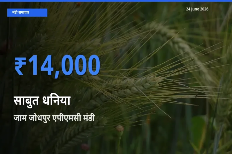 किसानों की पसंद बना जाम जोधपुर एपीएमसी, साबुत धनिया के सबसे अच्छे दाम