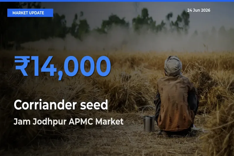 Corriander seed Mandi Rate Today: Jam Jodhpur APMC Tops the List