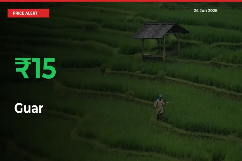 Sudden 15.01% Rally in Guar Prices Across Mandis