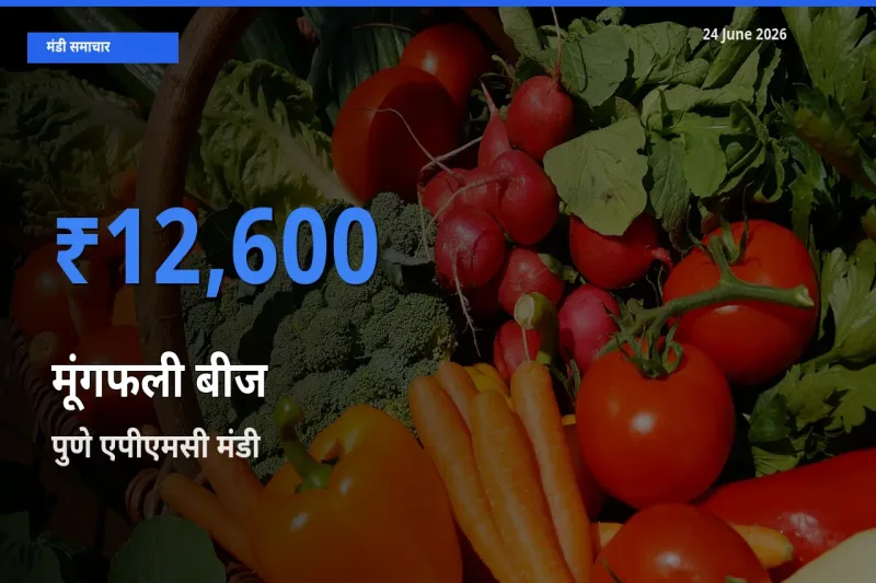 आज मूंगफली बीज के सबसे ज़्यादा दाम पुणे एपीएमसी मंडी में दर्ज