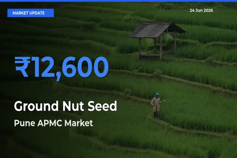 Farmers Prefer Pune APMC as Ground Nut Seed Hits Highest Rate