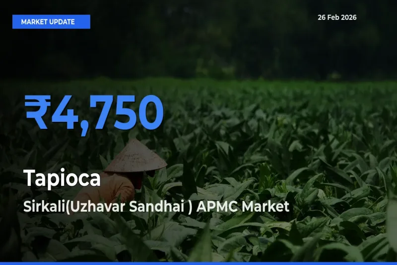 Sirkali(Uzhavar Sandhai ) APMC Tops Tapioca Mandi Rates Today