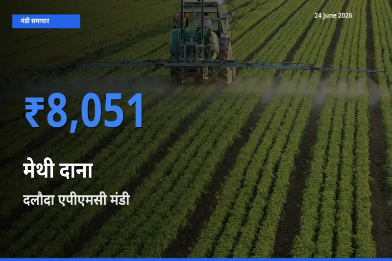 दलौदा एपीएमसी में मेथी दाना का आज सबसे ऊँचा भाव