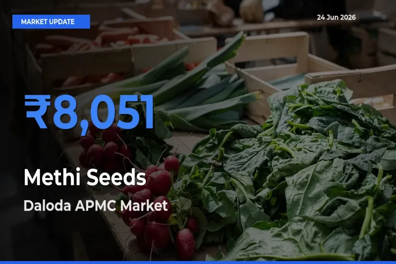 Top Performer! Daloda APMC Offers Best Methi Seeds Price Today
