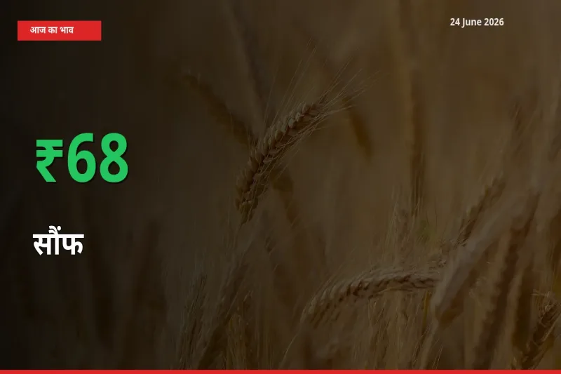 स्थानीय मंडी में सौंफ के दाम अचानक 68.48% उछले, किसान सतर्क