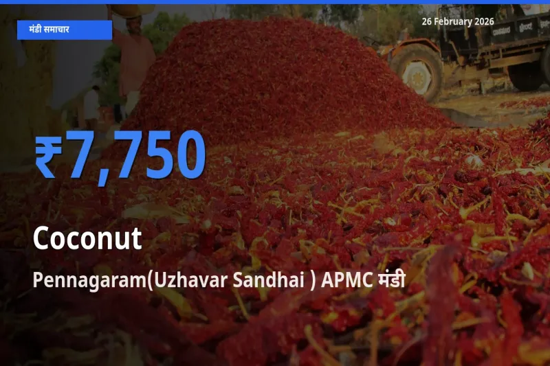 Pennagaram(Uzhavar Sandhai ) APMC मंडी में Coconut ₹7,750 पर पहुँचा – आज का सर्वोच्च भाव