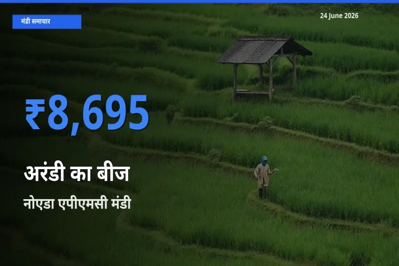 आज अरंडी का बीज के सबसे ज़्यादा दाम नोएडा एपीएमसी मंडी में दर्ज