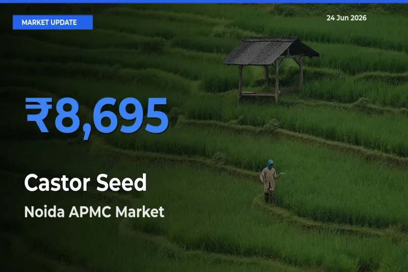 Noida APMC Emerges as Top Mandi for Castor Seed Prices Today