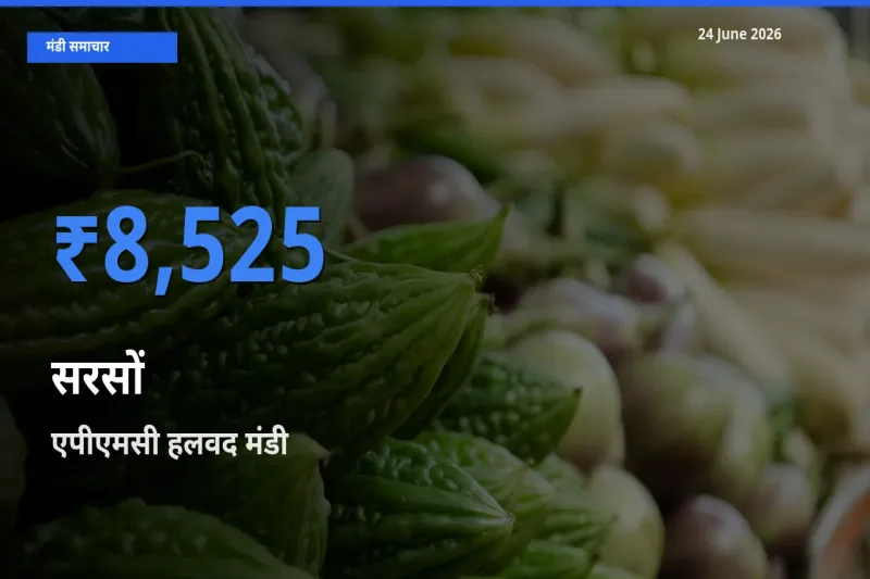 आज का मंडी भाव: सरसों के सबसे ज़्यादा दाम एपीएमसी हलवद में