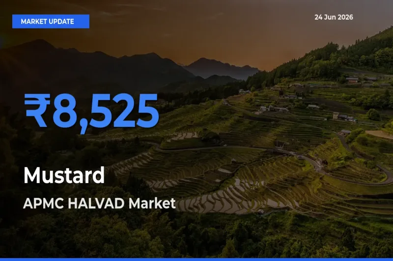 Top Performer! APMC HALVAD Offers Best Mustard Price Today