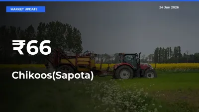 Chikoos(Sapota) Rates Show Broad Movement Across 66+ Mandis